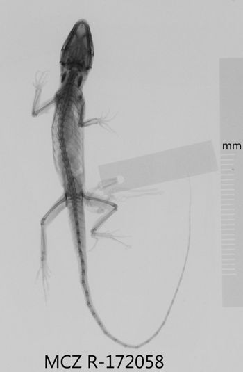 Media type: image;   Herpetology R-172058 Aspect: dorsoventral x-ray